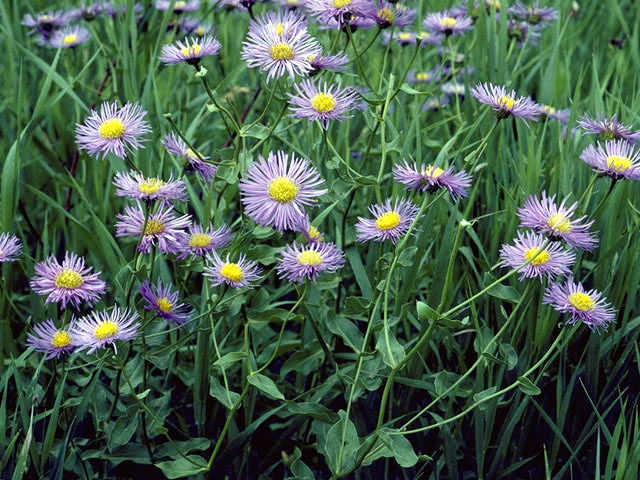 Erigeron philadelphicus (Philadelphia fleabane) #2163