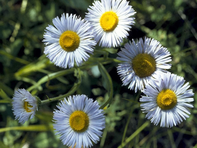 Erigeron philadelphicus (Philadelphia fleabane) #2165