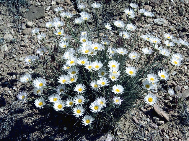 Erigeron pulcherrimus (Basin fleabane) #2171