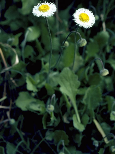 Erigeron strigosus (Prairie fleabane) #2185