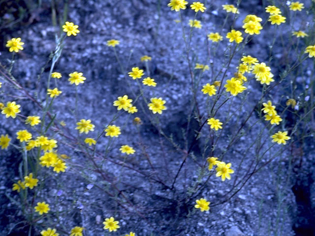 Eriophyllum ambiguum (Beautiful woolly sunflower) #2193