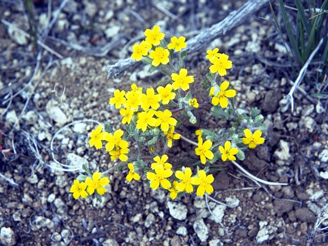 Eriophyllum multicaule (Manystem woolly sunflower) #2198