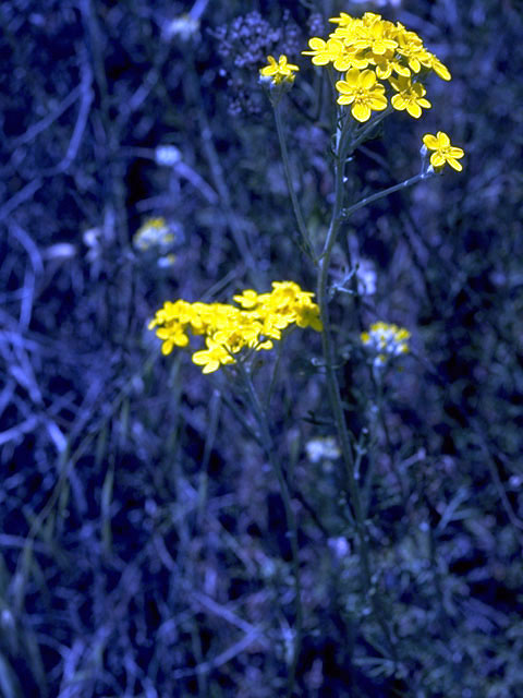 Eriophyllum stoechadifolium (Seaside woolly sunflower) #2200