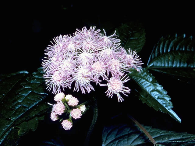 Conoclinium coelestinum (Blue mistflower) #2208