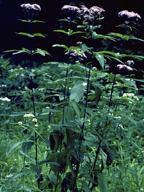 Eutrochium purpureum (Purple joepyeweed) #2221