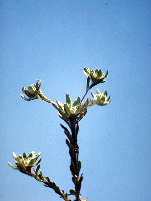 Evax verna var. verna (Spring pygmycudweed) #2232