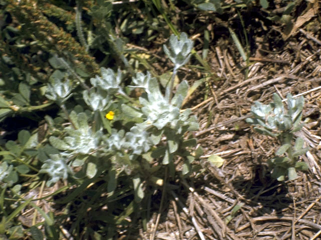 Evax verna var. verna (Spring pygmycudweed) #2233