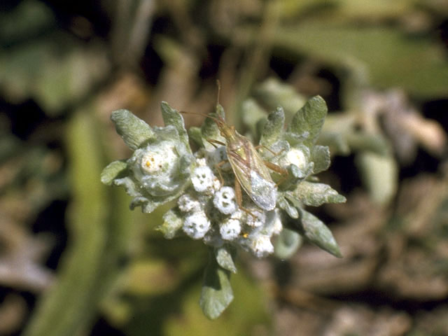 Evax verna var. verna (Spring pygmycudweed) #2234