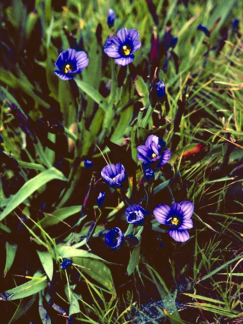 Sisyrinchium bellum (Western blue-eyed grass) #2243