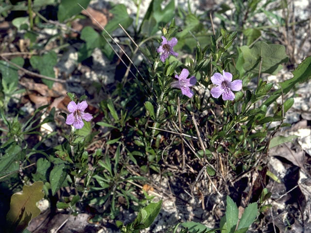 Dyschoriste oblongifolia (Oblongleaf snakeherb) #2302