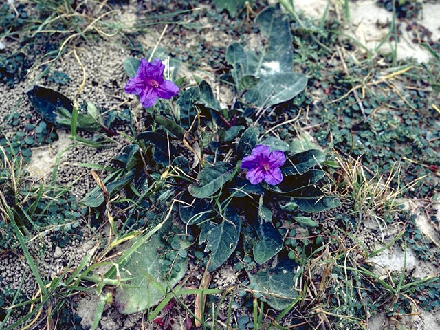 Ruellia yucatana (Yucatan wild petunia) #2347