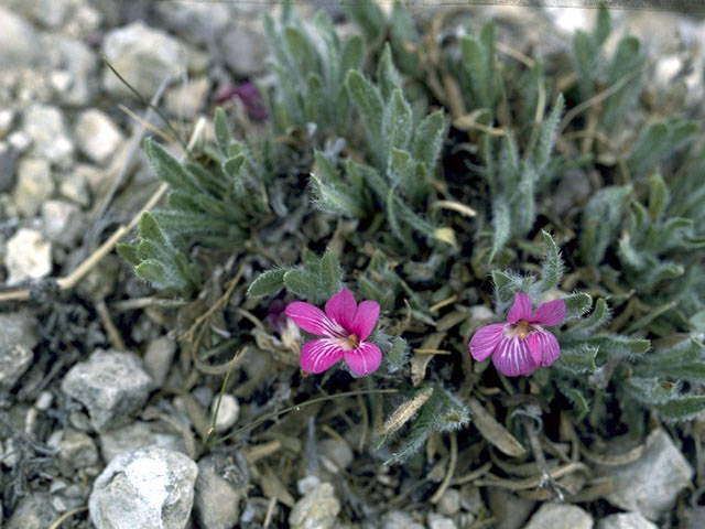 Stenandrium barbatum (Early shaggytuft) #2359