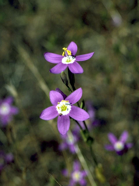 Centaurium venustum (Charming centaury) #2394