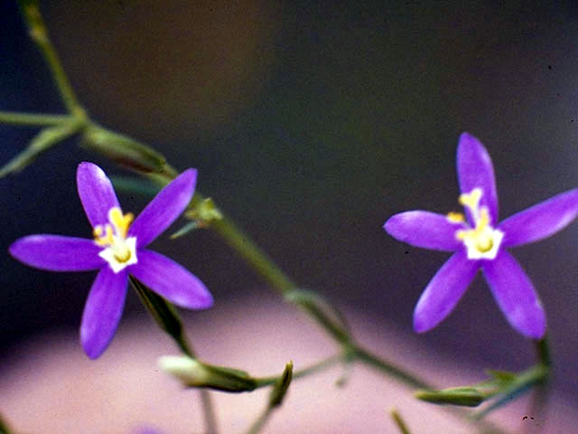 Centaurium texense (Lady bird's centaury) #2395