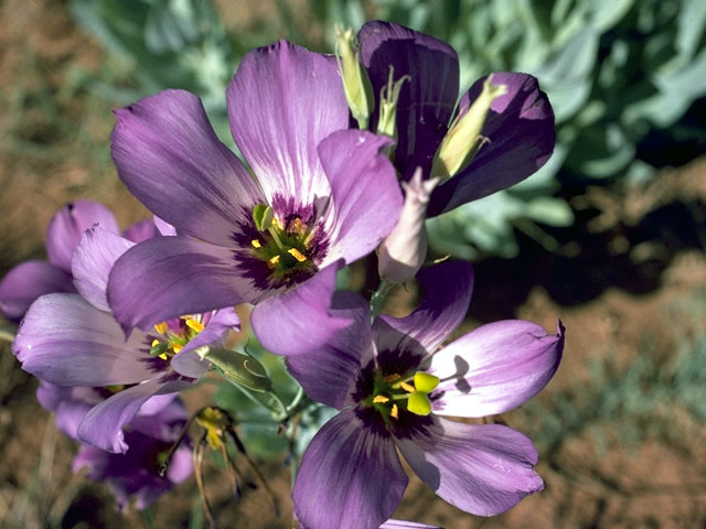 Eustoma exaltatum ssp. russellianum (Texas bluebells) #2399