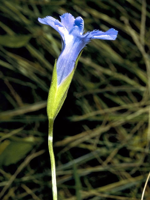 Gentianopsis crinita (Greater fringed gentian) #2432