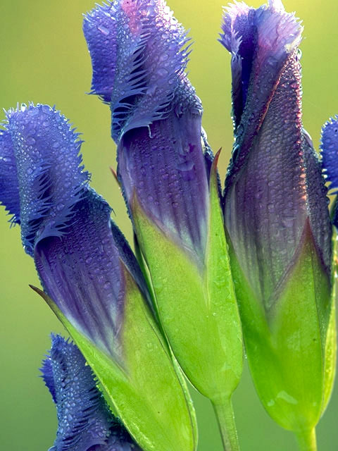 Gentianopsis crinita (Greater fringed gentian) #2436