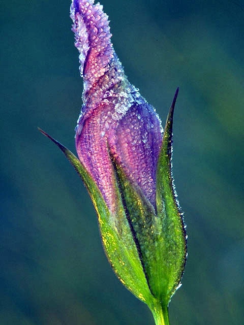 Gentianopsis crinita (Greater fringed gentian) #2437