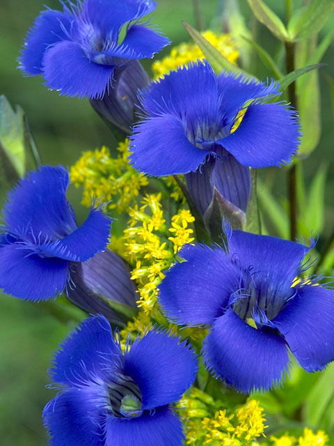 Gentianopsis crinita (Greater fringed gentian) #2438