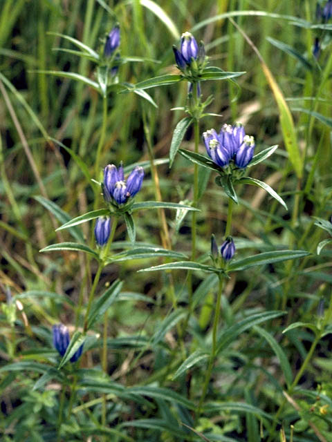 Gentiana linearis (Narrowleaf gentian) #2444