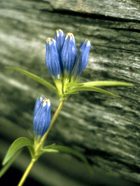 Gentiana linearis (Narrowleaf gentian) #2445