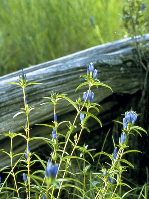 Gentiana linearis (Narrowleaf gentian) #2446