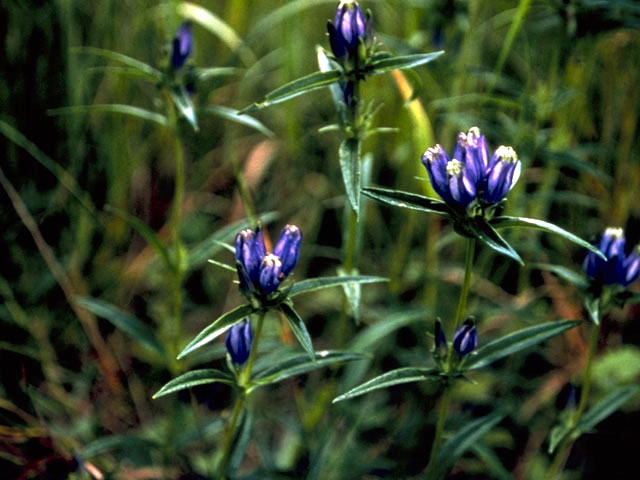 Gentiana linearis (Narrowleaf gentian) #2447