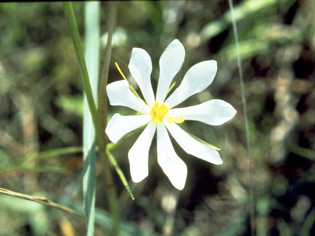 Sabatia gentianoides (Pinewoods rose gentian) #2486