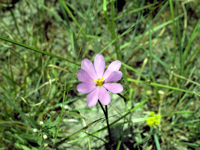 Sabatia gentianoides (Pinewoods rose gentian) #2487