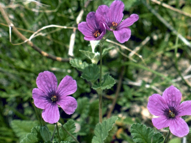 Erodium texanum (Texas stork's bill) #2511