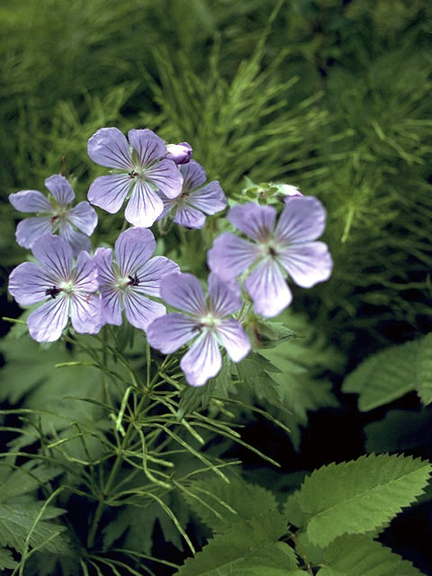 Geranium erianthum (Woolly geranium) #2514