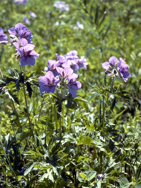 Geranium erianthum (Woolly geranium) #2515