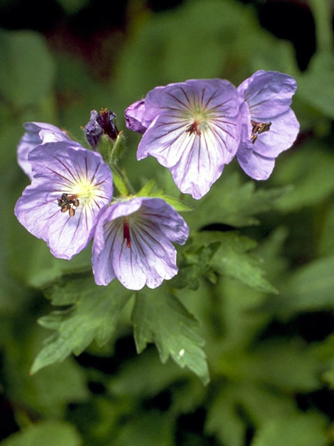 Geranium erianthum (Woolly geranium) #2516