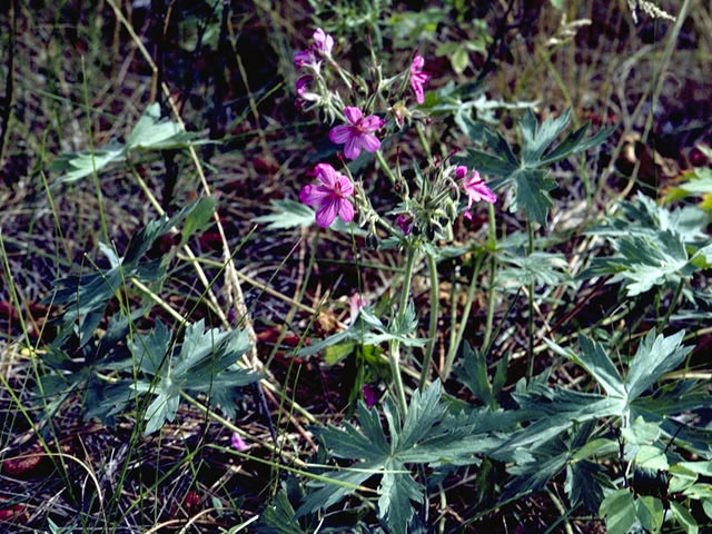 Geranium caespitosum var. parryi (Parry's geranium) #2526