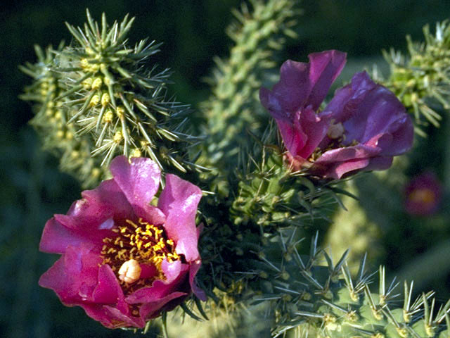 Cylindropuntia imbricata var. imbricata (Tree cholla) #2549