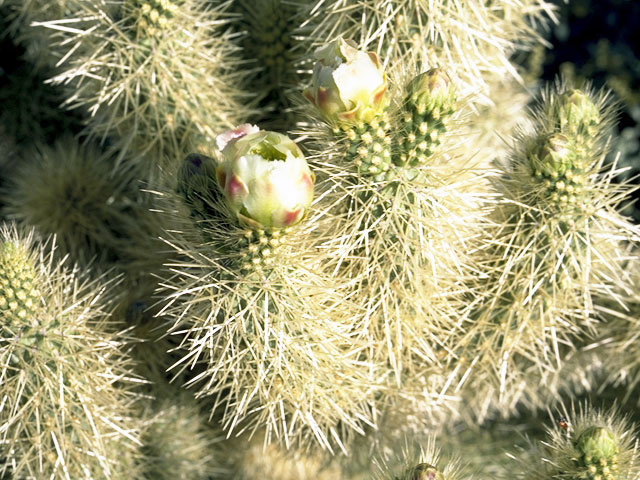 Cylindropuntia bigelovii (Teddybear cholla) #2558