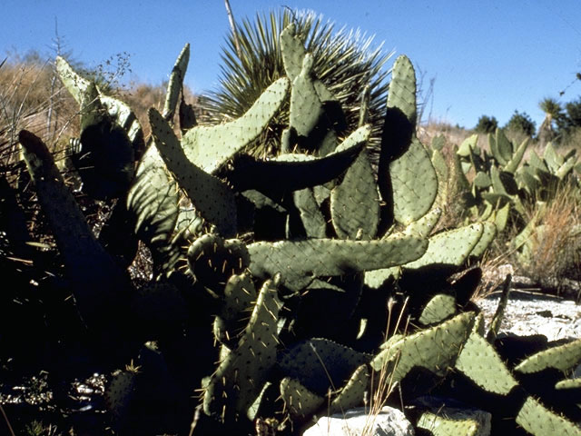 Opuntia engelmannii (Cactus apple) #2562