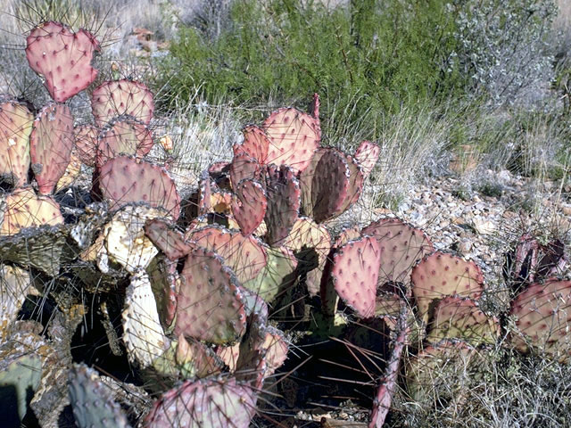 Opuntia macrocentra (Purple pricklypear) #2590