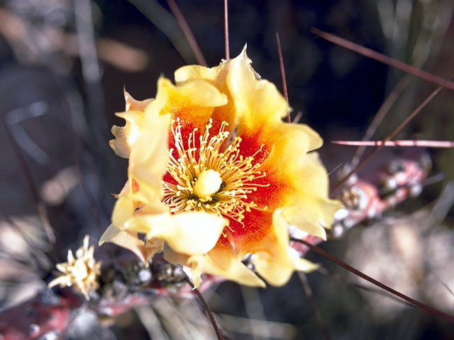 Opuntia macrocentra (Purple pricklypear) #2591