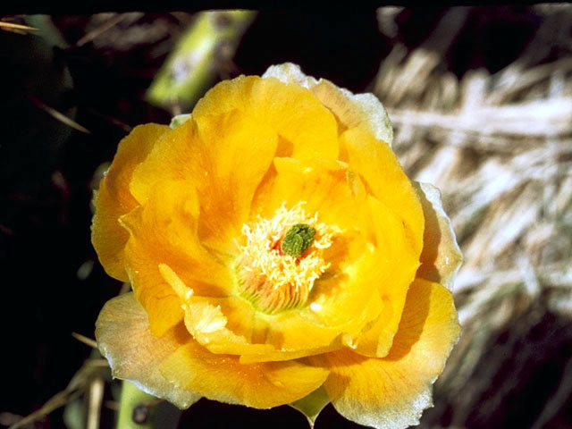 Opuntia polyacantha (Plains prickly pear) #2596