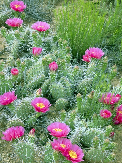 Opuntia polyacantha (Plains prickly pear) #2598