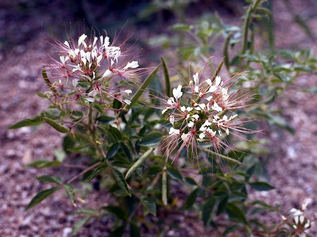 Polanisia dodecandra (Redwhisker clammyweed) #2628