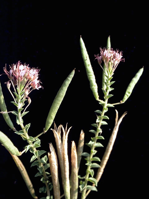 Polanisia dodecandra (Redwhisker clammyweed) #2630