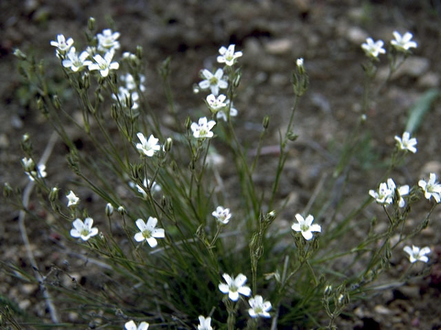 Arenaria capillaris (Beautiful sandwort) #2716