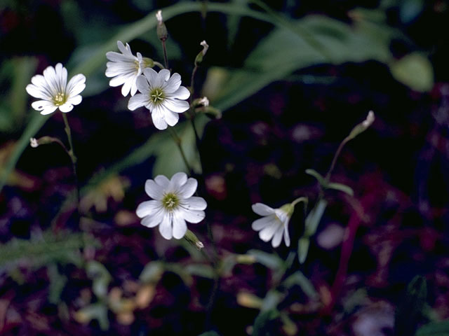 Cerastium arvense ssp. strictum (Field chickweed) #2741