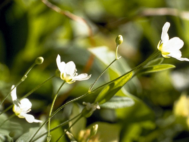 Moehringia lateriflora (Bluntleaf sandwort) #2762