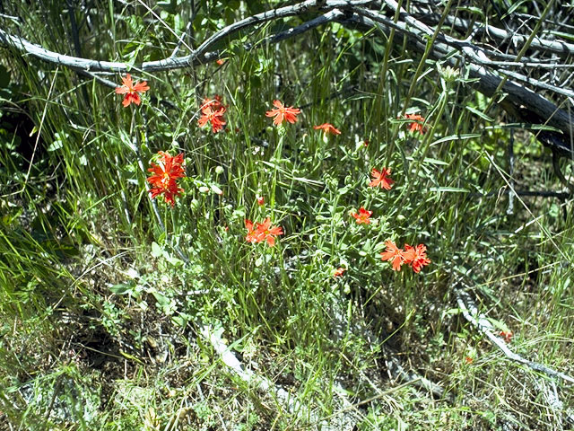 Silene californica (Indian pink) #2777