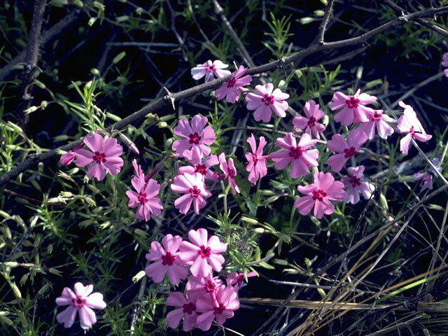 Silene caroliniana (Sticky catchfly) #2781