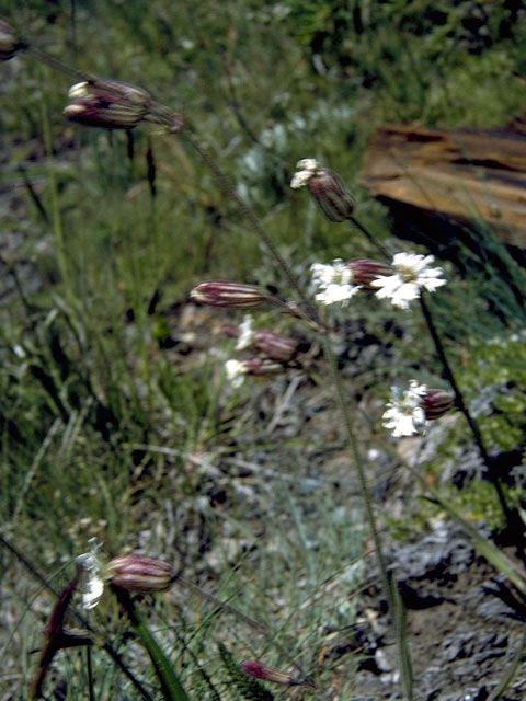 Silene douglasii (Seabluff catchfly) #2788