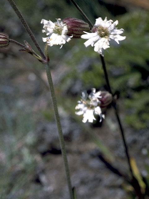 Silene douglasii (Seabluff catchfly) #2789